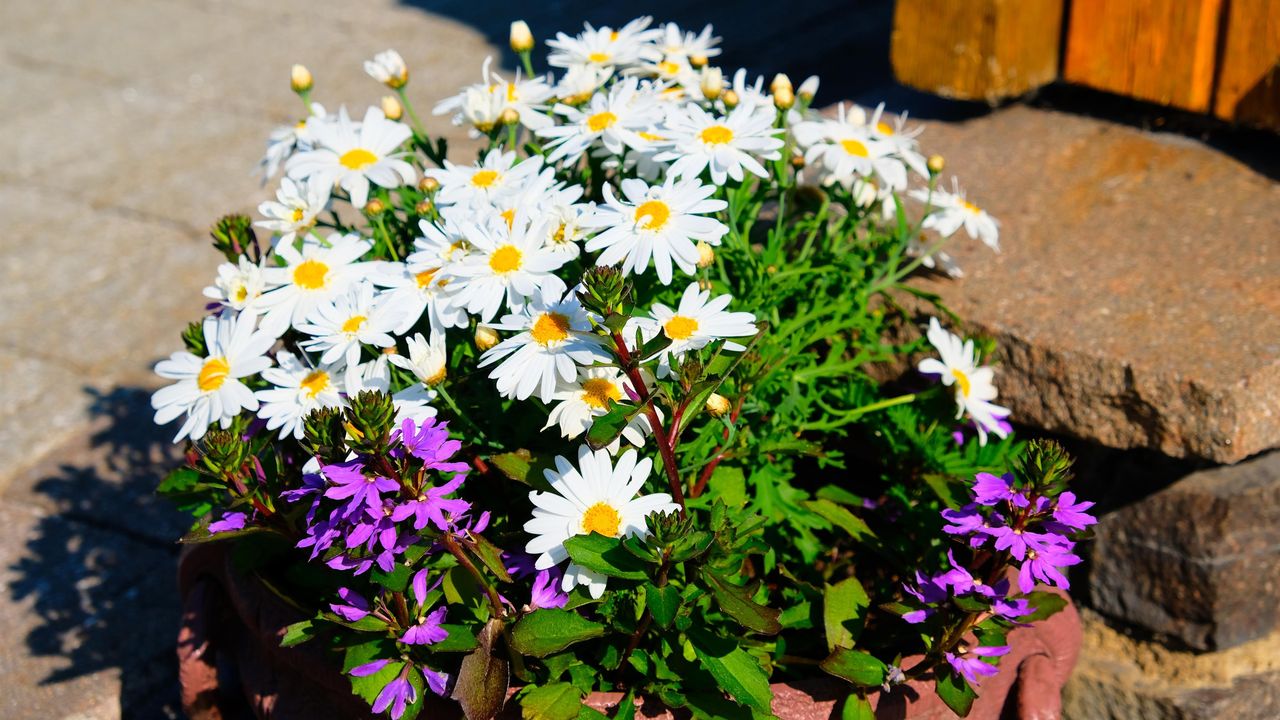 Blumen um die Sport-Alm Appartements Blumen um die Sport-Alm Appartements